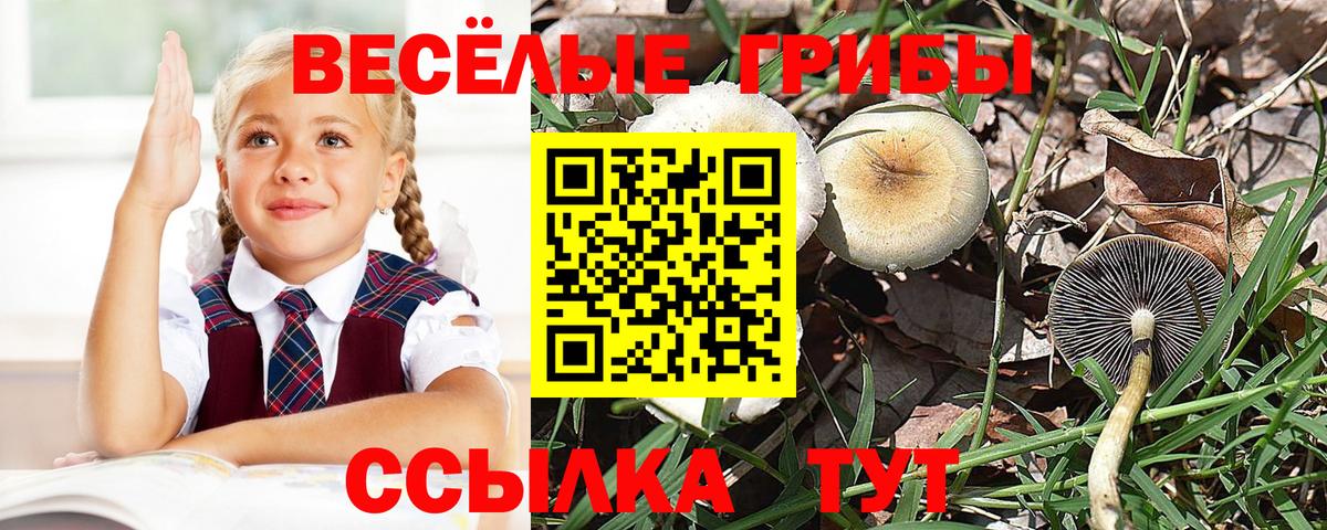 Галлюциногенные грибы мухоморы  Вход с VPN  Рассказово 